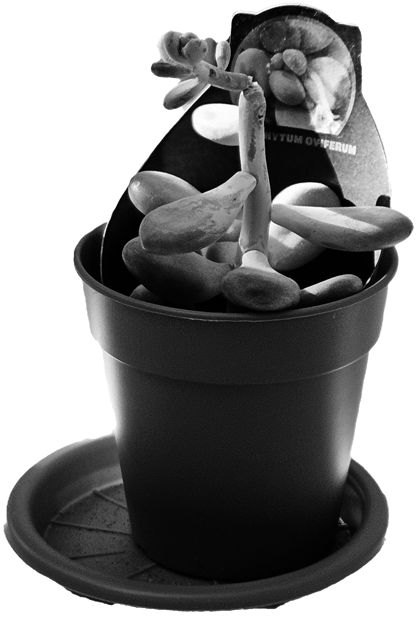 eh si è una piantina